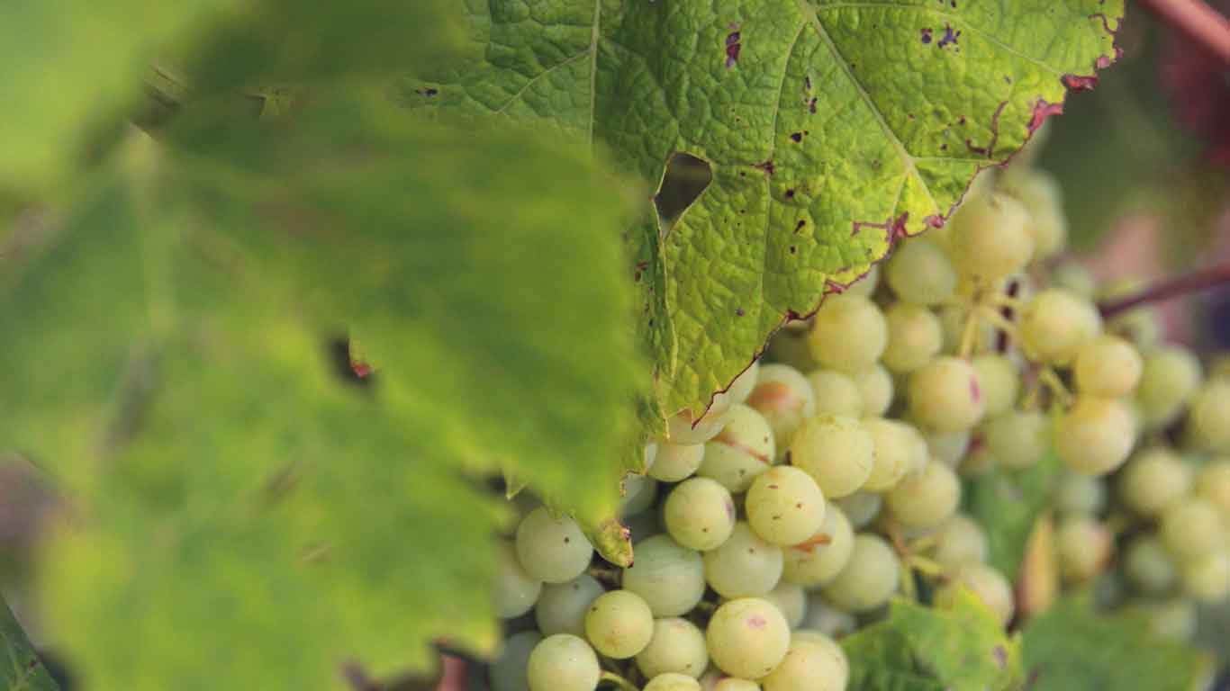 Image of grapes between leaves of a vine.