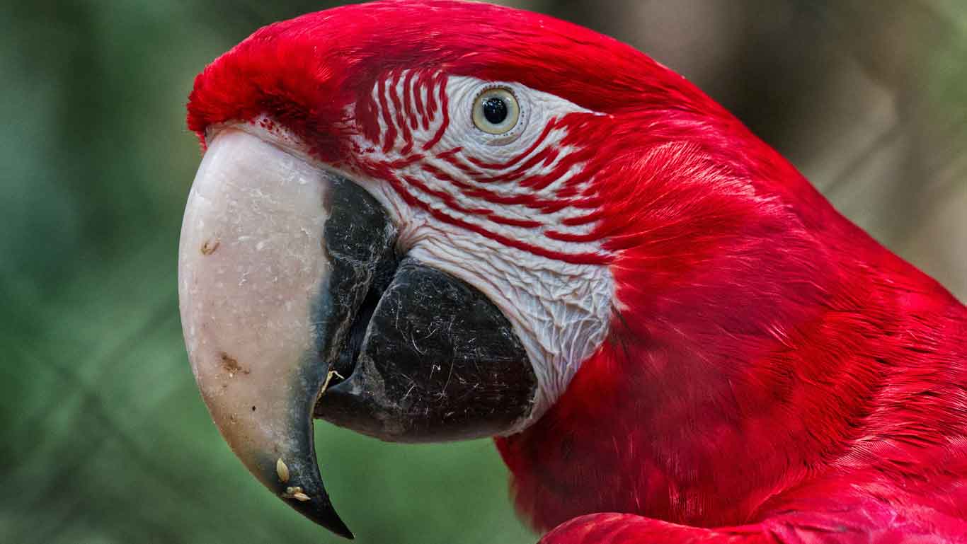 A close-up of a scarlet macaw, showing its striking scarlet plumage, large curved beak and distinctive facial details. The out-of-focus background highlights the intensity of the bird's colours and textures.