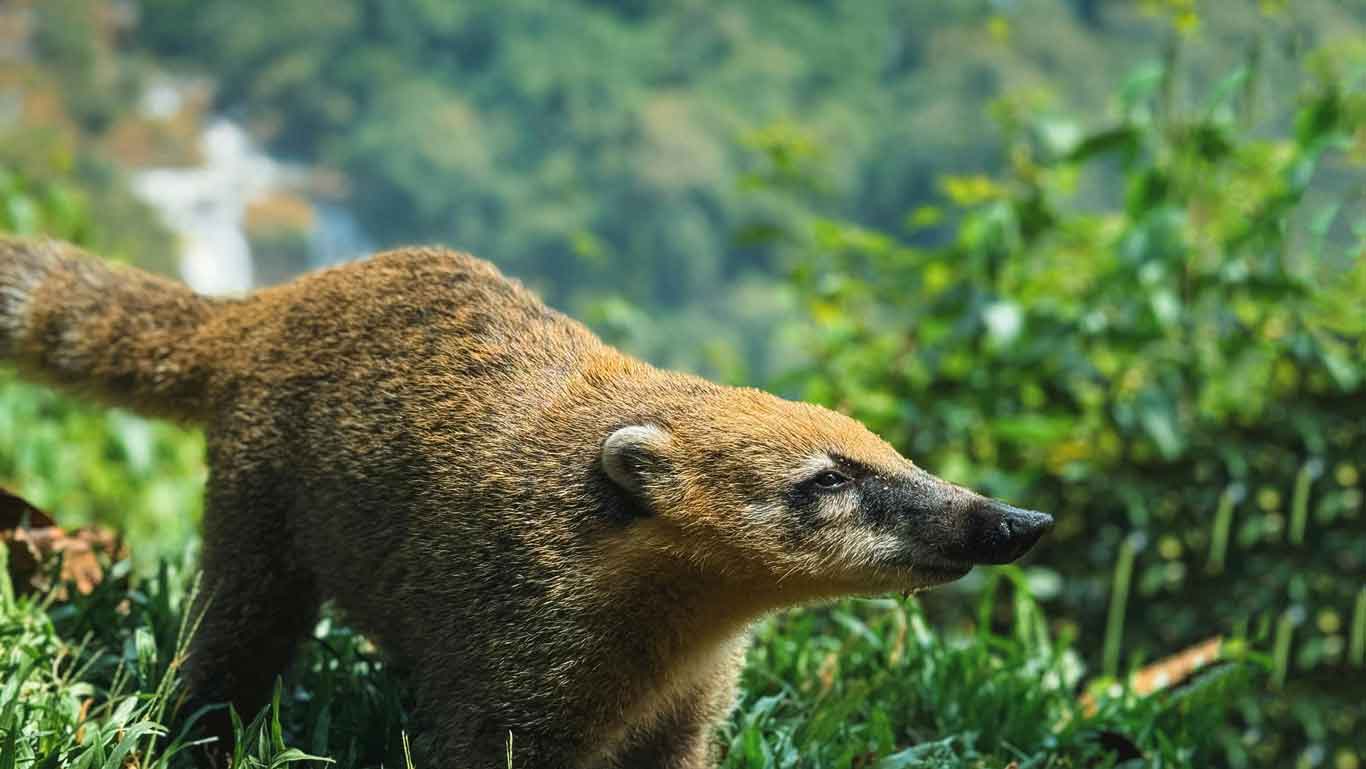 A close-up of a coati standing on lush green grass with a blurred background of foliage and a waterfall in the distance.