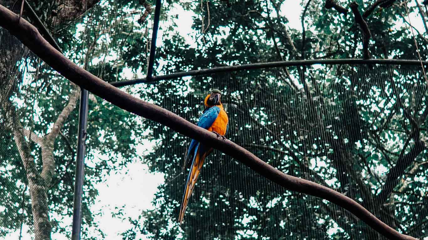 A macaw in an aviary at the Bird Park at Iguazu Falls.