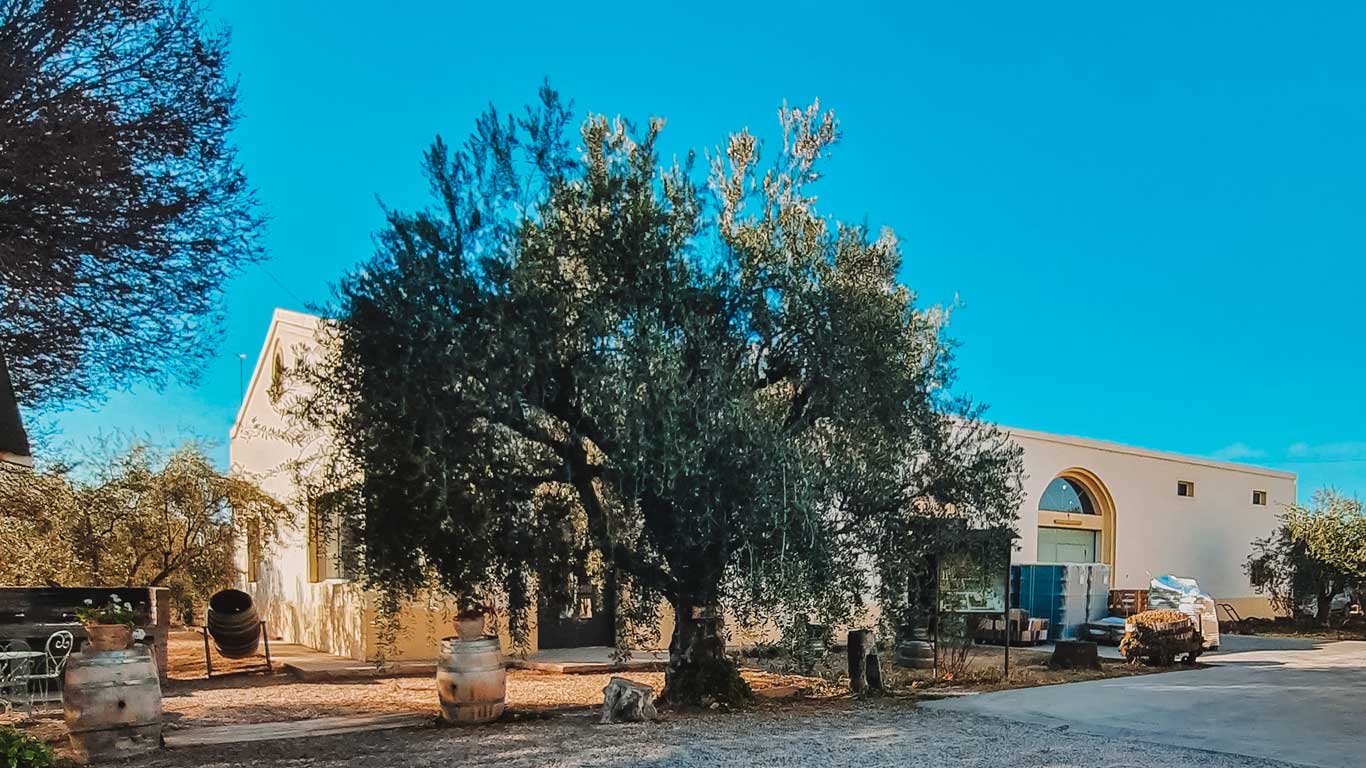 A Mediterranean-style winery building with arched windows and a cream-colored facade sits beneath a clear blue sky in Mendoza in December. Surrounding the building are mature olive trees and several rustic wooden and metal wine barrels scattered across the gravel-covered grounds.