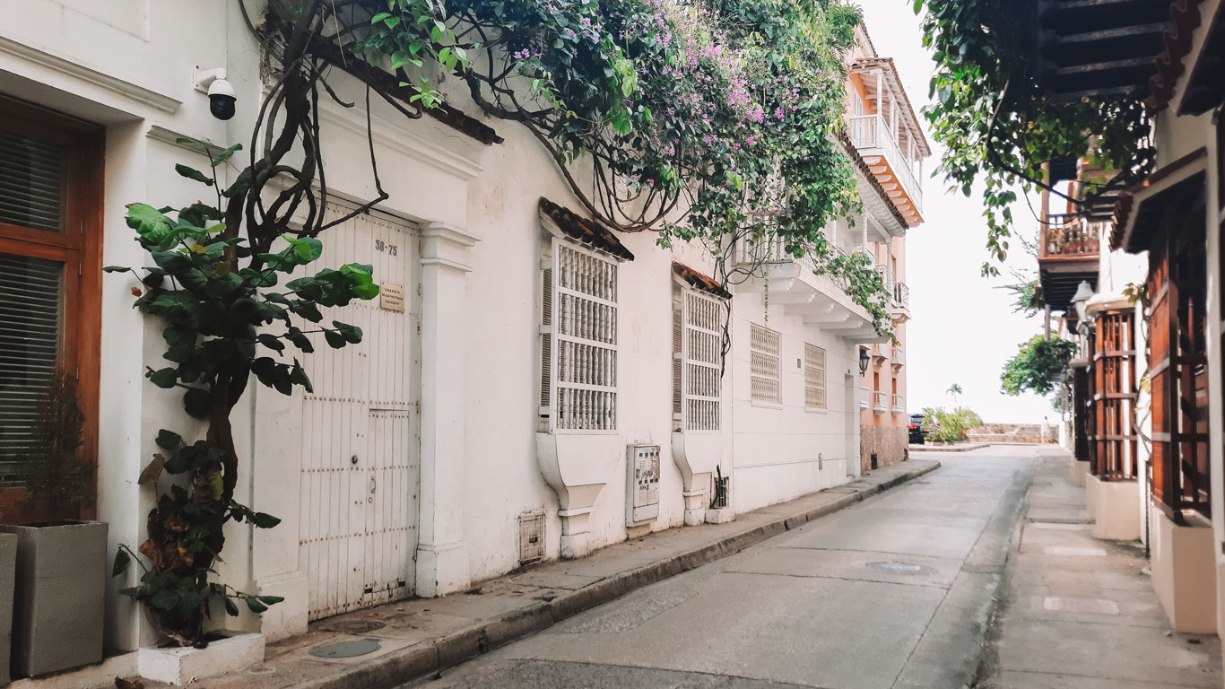 Narrow street with white houses in the San Diego neighborhood of Cartagena, the white walls are decorated with flower branches and leaves from a plant that grows along the walls and windows.