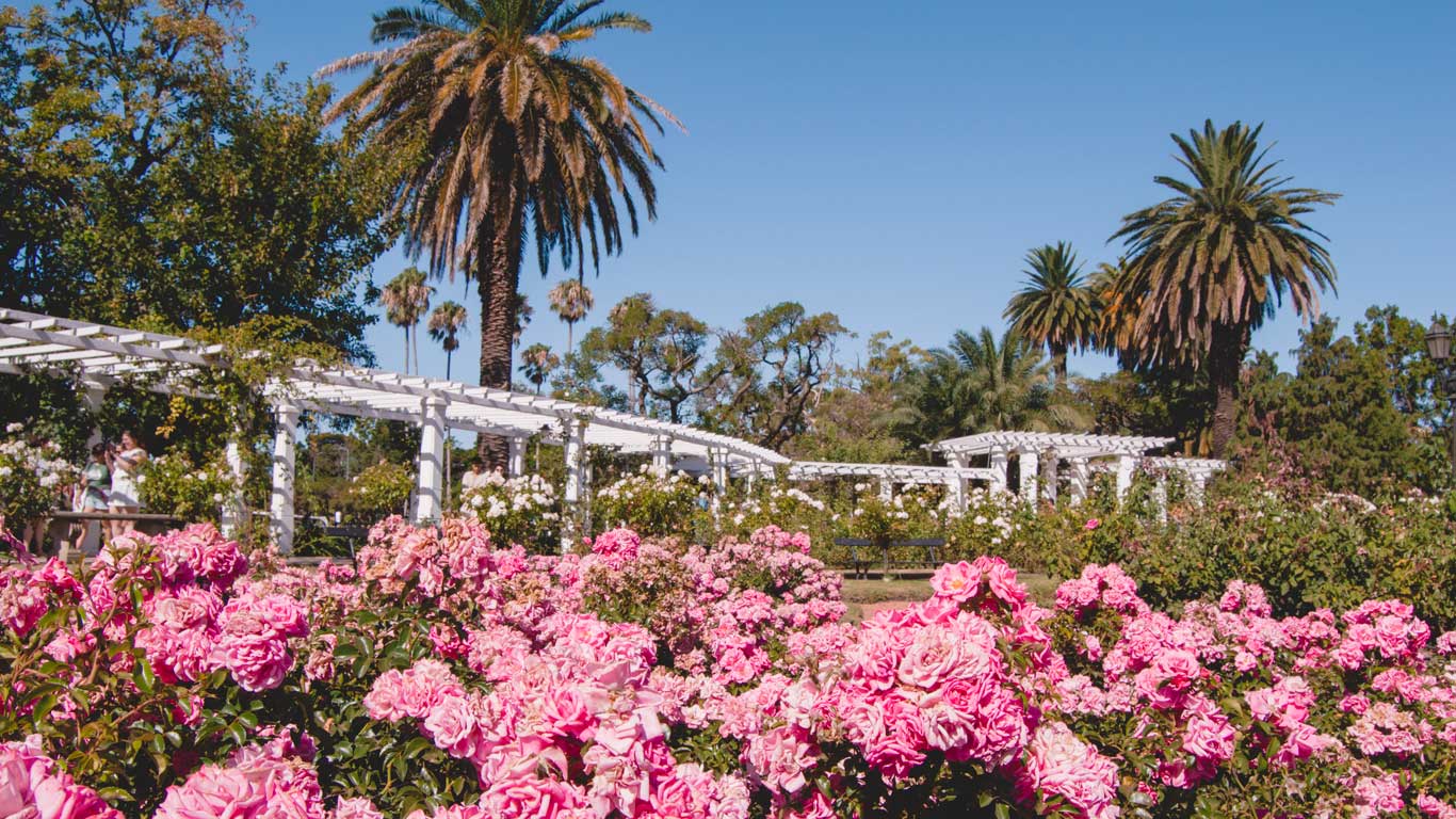 This image shows a scenic view of El Rosedal de Palermo, a famous rose garden in Buenos Aires, Argentina. In the foreground, vibrant pink roses are in full bloom, while the background features tall palm trees and a white pergola running through the garden under a clear blue sky. The combination of the lush greenery, roses, and architectural elements creates a serene, tropical atmosphere.