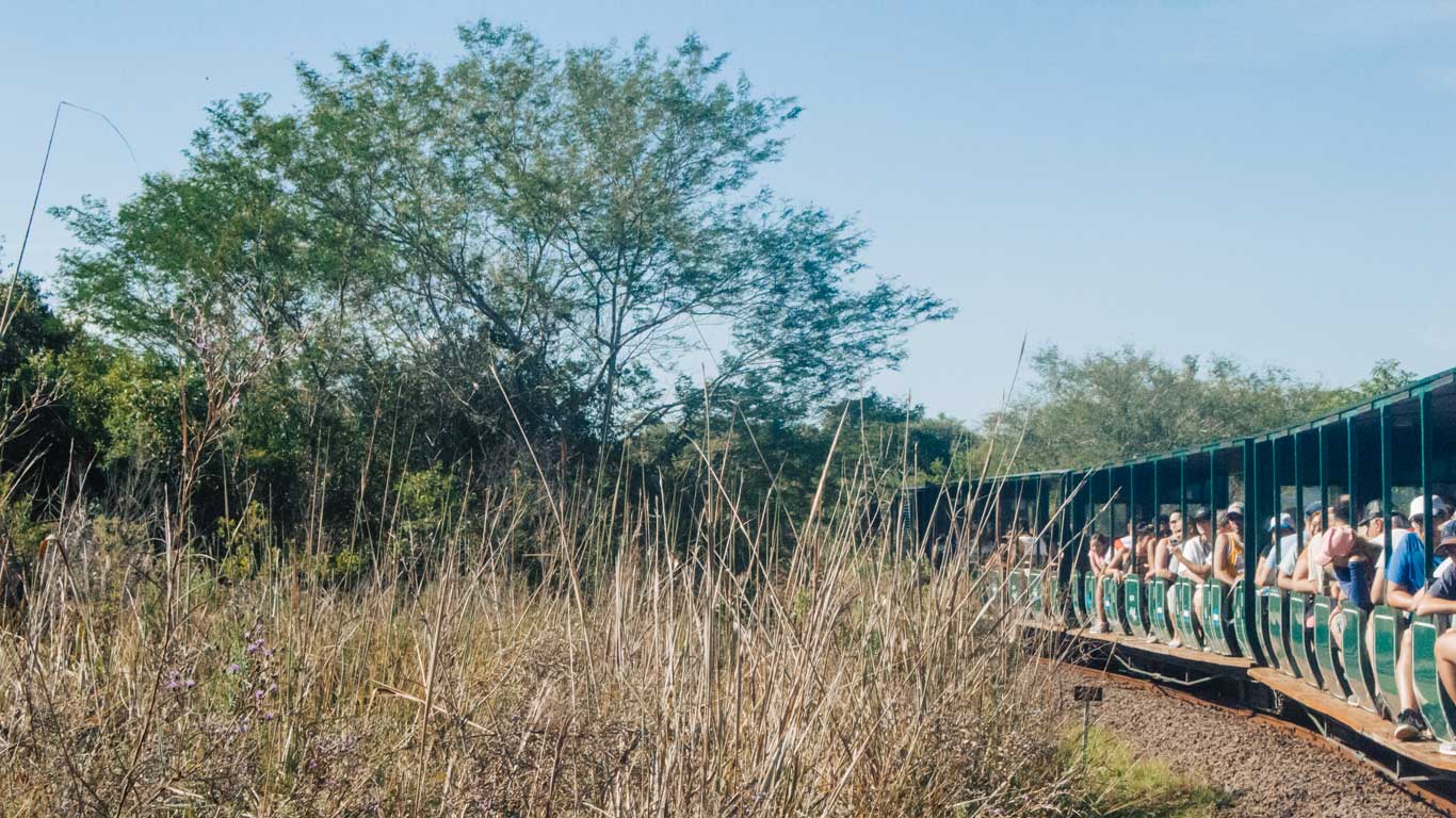 The image shows a group of tourists riding a train through a grassy and wooded area near Iguazu Falls. The open-air train offers passengers a scenic view of the surrounding nature as they approach the falls, with tall grasses and trees lining the track under a clear blue sky.