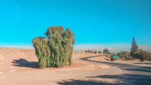 The image shows a deserted road that curves around a large green tree in an arid landscape, under a clear blue sky. In the background, a mountain range and a few scattered trees can be seen. This is a road that connects Buenos Aires to Mendoza, highlighting one of the ways to get to Mendoza.