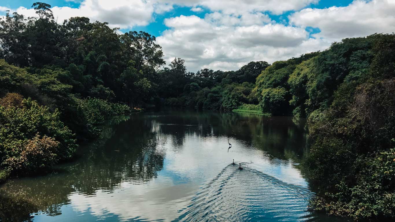 A serene view of a lush, green riverbank surrounded by dense trees under a partly cloudy sky, with ripples on the water from a bird gliding through. Ideal for relaxing and connecting with nature, this scene captures the Ibirapuera Park one of the picturesque things to do in São Paulo.