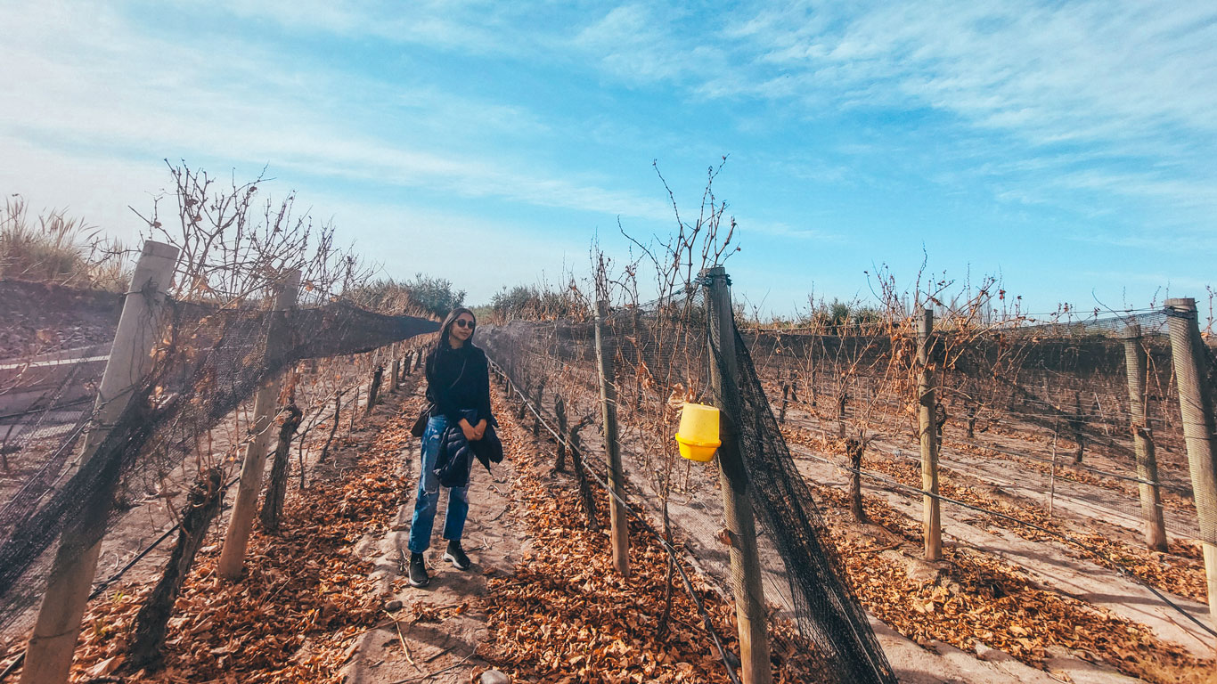 A woman standing in a vineyard during autumn, surrounded by rows of bare grapevines with protective netting. She is wearing sunglasses, a black top, and blue jeans, with fallen leaves covering the ground. The bright blue sky adds a serene backdrop to the rustic setting.