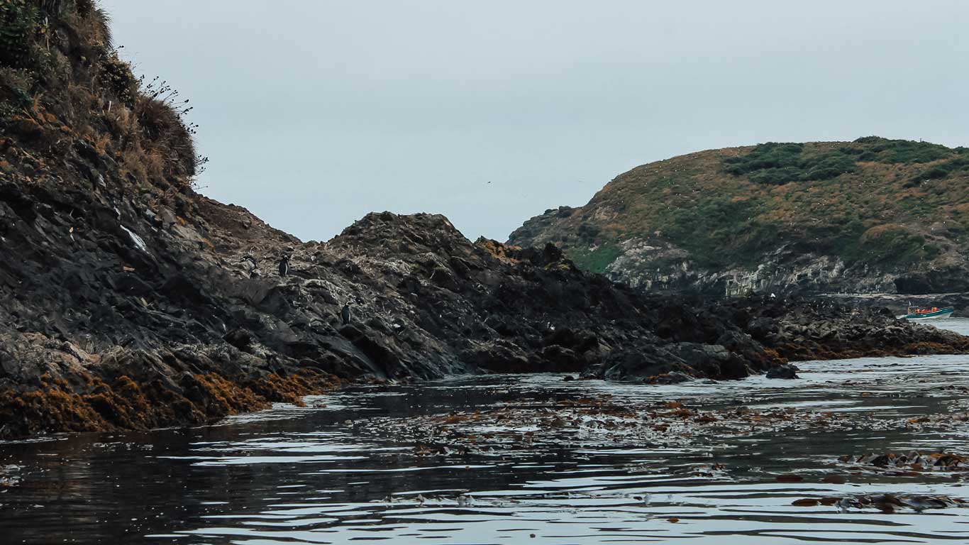 This image features a rugged coastline in Chiloé, with dark rocky cliffs and patches of greenery. A few penguins can be seen perched on the rocks near the water, surrounded by seaweed and a calm sea, while a small boat is visible in the background.