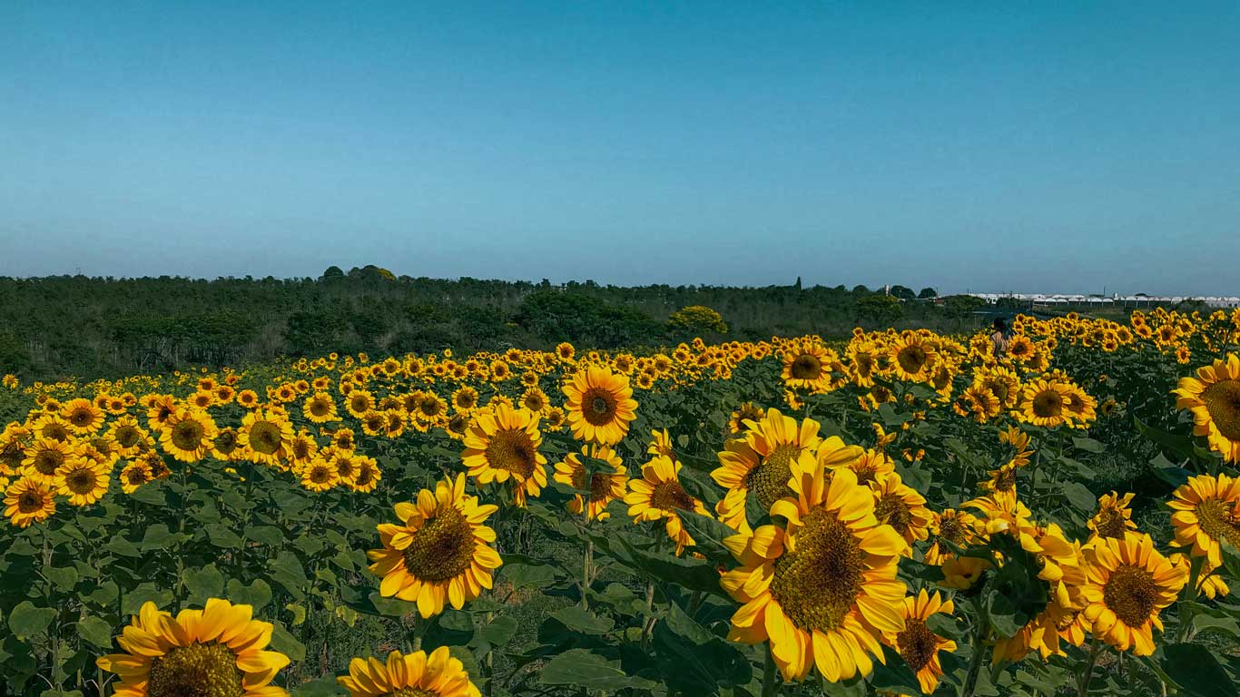 A vast sunflower field in full bloom under a clear blue sky, with rows of bright yellow flowers stretching into the distance. Lush green foliage contrasts with the golden petals, and a line of trees forms the horizon in the background. The scene captures the beauty of Holambra, Brazil, a town known for its vibrant flower fields and Dutch heritage.