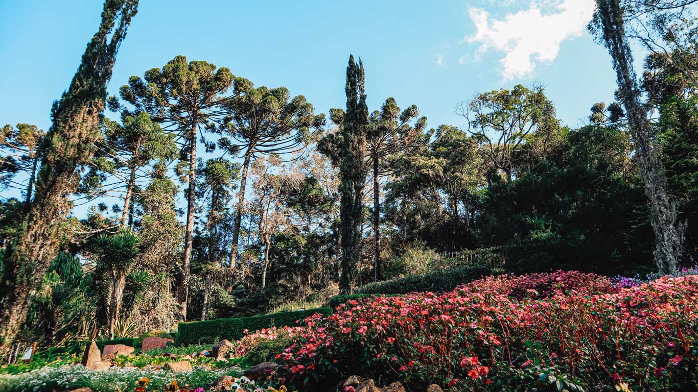 A lush botanical garden in Santo Antônio do Pinhal, Brazil, featuring vibrant pink flowers in the foreground and towering Araucaria trees in the background. The landscape is rich with greenery, with a mix of cypress and native Brazilian pine trees standing tall against a bright blue sky. The scene captures the serene beauty of the Mantiqueira Mountains, a popular destination for nature lovers and hikers.