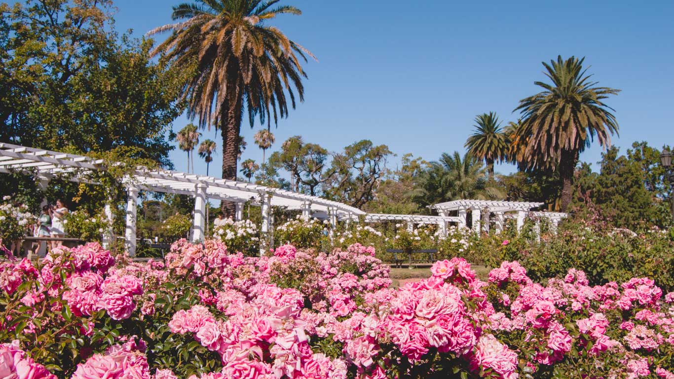 rosedal-de-palermo A vibrant garden in El Rosedal de Palermo bursting with pink roses and palm trees under a clear blue sky.