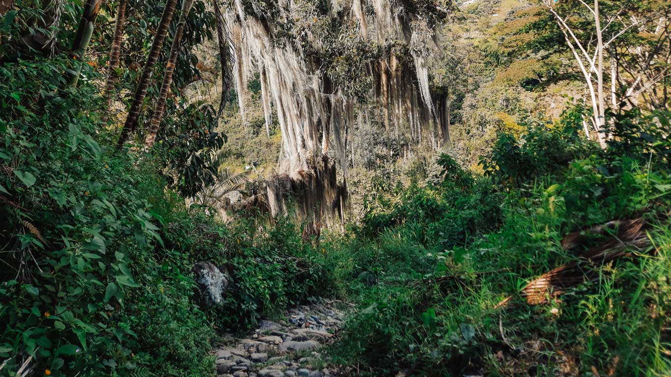 trail-to-cristo-rey-jardin A narrow, stony trail winds through dense vegetation and moss-draped trees on the way to Cristo Rey—an adventurous favorite among things to do in Jardín, Colombia for nature lovers.