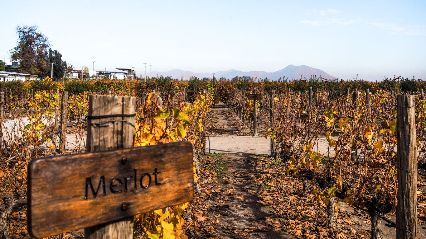 vineyard-tour-santiago A vineyard tour in Santiago, Chile showcases autumn-colored Merlot grapevines with the Andes Mountains faintly visible in the background, capturing the contrast between wine country and the snowy season nearby.
