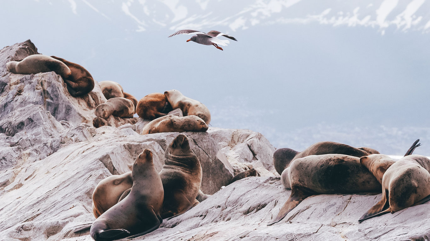Canal-Beagle-Ushuaia-1 A group of sea lions lounges on jagged white rocks as a seagull flies overhead, with snow-capped mountains softly blurred in the background. The peaceful scene captures wildlife on the Beagle Channel near Ushuaia.